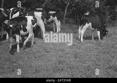 En 1938, la Hollande avait environ 1,5 million de vaches laitières, produisant en moyenne 1000 gallons de lait par p.a., avec une teneur en matières grasses de 3,56. De nombreuses vaches et taureaux champions ont été exportés pour établir de nouveaux troupeaux dans plusieurs pays. Les deux plus anciens troupeaux établis en Angleterre sont le Terling et le troupeau de Lavenham, qui compte plus de 1500 têtes dans les fermes de Lord Rauleigh dans l'Essex. Ces troupeaux - testés et testés à la tuberculine - ont contenu de nombreux champions, gagnant des premiers prix dans les salons laitiers déjà dans le pays. Veaux, Principalement Par Lavenham Janrol Date : Juin 1943 Lieu : Essex, Grande-Bretagne Mots Clés : Banque D'Images