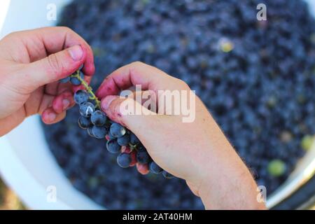 Deux mains cueillant des raisins avec des grappes sur un grand seau blanc de baies. Processus de fabrication du vin Banque D'Images