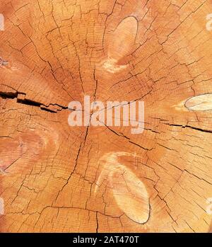 Bosse en bois. Couper l'arbre avec des anneaux comme une texture de bois. Fond abstrait comme une tranche de bois naturel. Banque D'Images