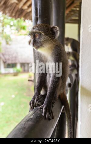 Le singe de Sykes est assis sur un balcon en bois de l'hôtel Hôtel à Ukunda (Kenya) Banque D'Images