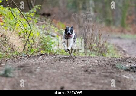 Une bordure de collie s'allongeant le long d'une piste avec sa langue pendante Banque D'Images