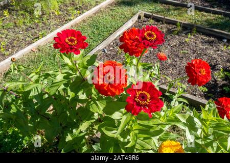 Fleurs rouges de Zinnia elegans Banque D'Images