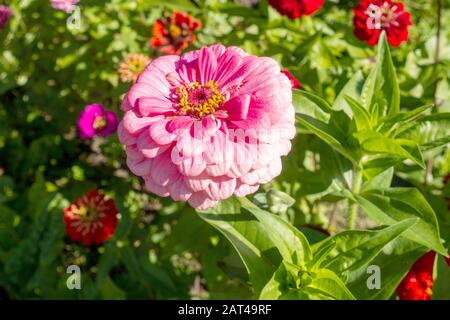 Fleur Rose Zinnia elegans Banque D'Images