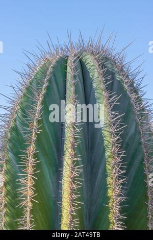 closeup detalis du cactus du désert du sud-ouest avec des épines vives encadrées contre un ciel bleu vif Banque D'Images