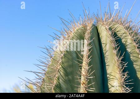 closeup detalis du cactus du désert du sud-ouest avec des épines vives encadrées contre un ciel bleu vif Banque D'Images