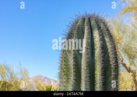 closeup detalis du cactus du désert du sud-ouest avec des épines vives encadrées contre un ciel bleu vif Banque D'Images