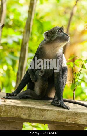 Le singe de Sykes est assis sur un mur dans le jardin de l'hôtel Banque D'Images