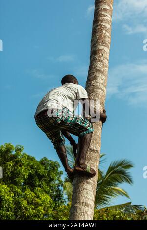 Un jeune homme qui escalade une paume pour récolter des noix de coco Banque D'Images