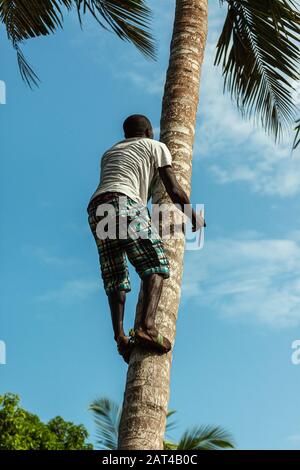 Un jeune homme qui escalade une paume pour récolter des noix de coco Banque D'Images