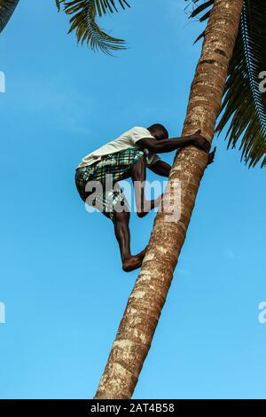 Un jeune homme qui escalade une paume pour récolter des noix de coco Banque D'Images