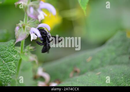 Abeille noire pollinisant la fleur de sauge Banque D'Images