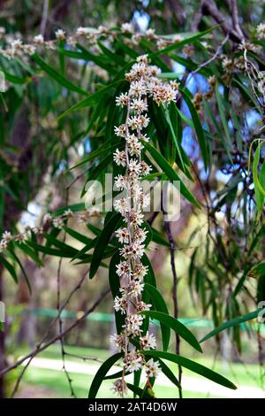 Australie, arbre à menthe poivrée à fleurs Banque D'Images