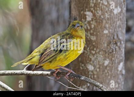 Cape Weaver (Ploceus capensis) homme perché sur le Twig Western Cape, Afrique du Sud Novembre Banque D'Images