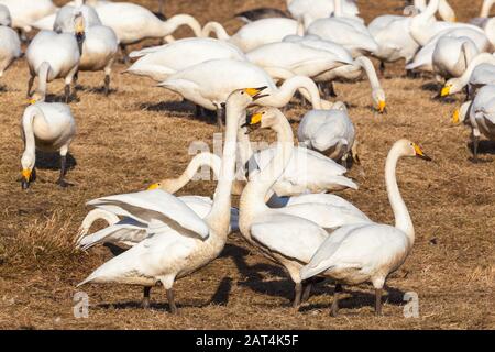 Whooper swans sur un champ au printemps Banque D'Images