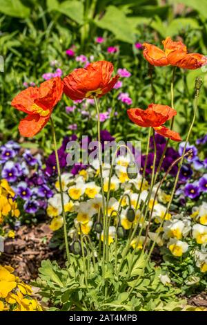 Coquelicots orange aux couleurs vives avec têtes de graines dans un lit fleuri avec pansies multicolores en arrière-plan affichant des couleurs éclatantes lors d'une journée ensoleillée en s. Banque D'Images