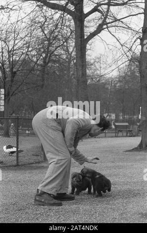 Jeunes hyenas marchant avec un sitter à Artis Date: 6 février 1961 mots clés: Marchant Nom du personnage: Hyenas Nom de l'établissement: Artis Banque D'Images