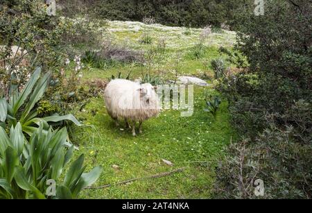 brebis de sardaigne avec des fleurs blanches dans l'herbe verte dans le paysage et la nature de la sardaigne ou sadinia Banque D'Images
