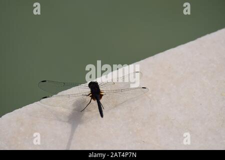 Dragon Fly assis près de la fontaine d'eau Banque D'Images