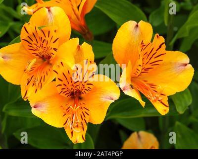 Magnifiques lilas péruviennes oranges, Alstroemeria Golden Delight, fleuries dans un jardin Banque D'Images