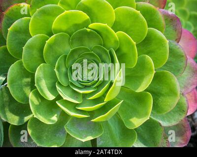 Gros plan de l'usine de succulents à Mexico Banque D'Images