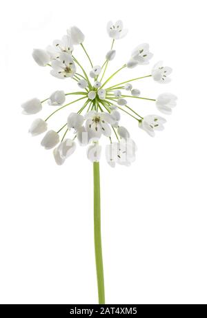 Fleurs d'ail sauvage isolé sur fond blanc Banque D'Images