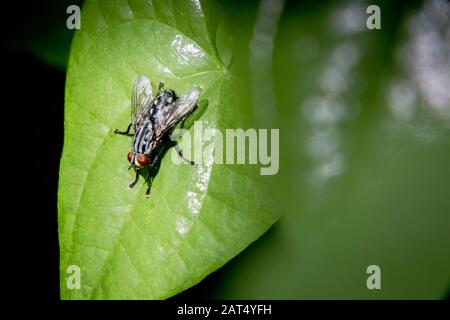 Une mouche de maison repose dans un patch de soleil sur une feuille de bois. Banque D'Images