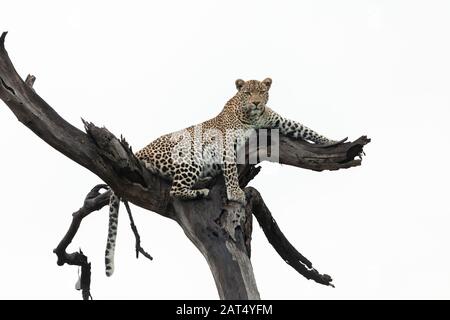 leopard se prélasser dans un arbre mort Banque D'Images