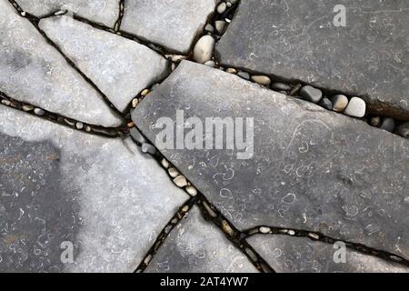 Pavé calcaire avec de petits fossiles sur les rives du bord de mer à Lavernock point, South Glamourgan, Pays de Galles, Royaume-Uni Banque D'Images