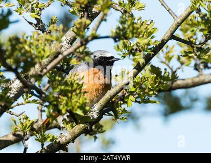 Redstart dans le buisson d'aubépine Banque D'Images