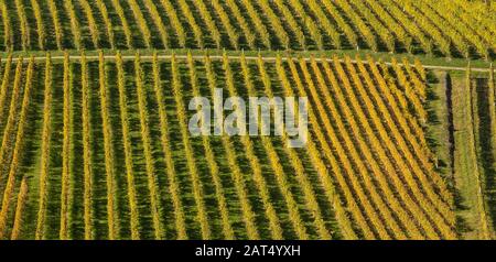 Paysage d'automne des vignes sur les collines ensoleillées de Kutjevo, Croatie. Banque D'Images