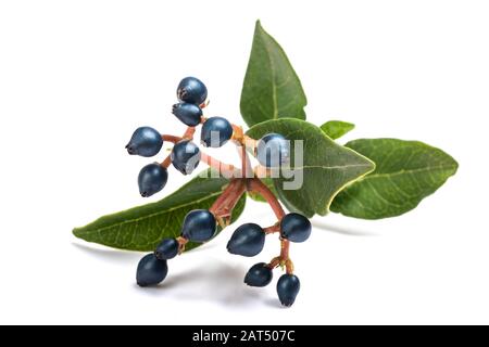 Baies de Laurestine (Viburnum tinus) isolées sur fond blanc Banque D'Images