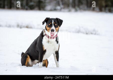 Montagne Appenzell chien assis dans la neige Banque D'Images