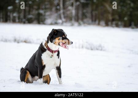 Montagne Appenzell chien assis dans la neige Banque D'Images