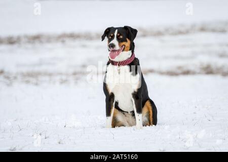 Montagne Appenzell chien assis dans la neige Banque D'Images