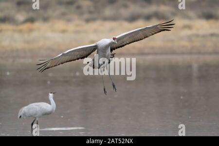 Grue de sandhill (Grus canadensis) débarquant à l'étang au coucher du soleil à Bosque del Apache au Nouveau-Mexique. Banque D'Images