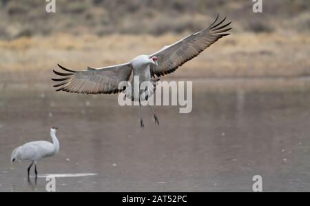 Grue de sandhill (Grus canadensis) débarquant à l'étang au coucher du soleil à Bosque del Apache au Nouveau-Mexique. Banque D'Images