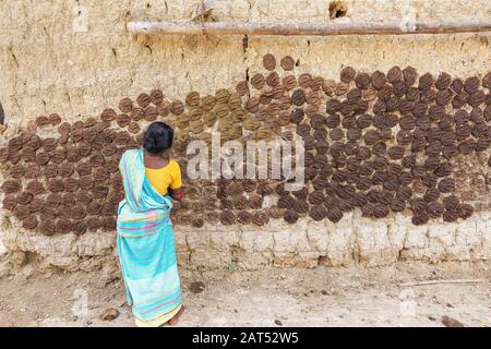 Femme rurale appliquant le fumier de vache utilisé comme combustible pour le feu sur le mur d'une cabane de village dans un village tribal du Bengale occidental, en Inde Banque D'Images