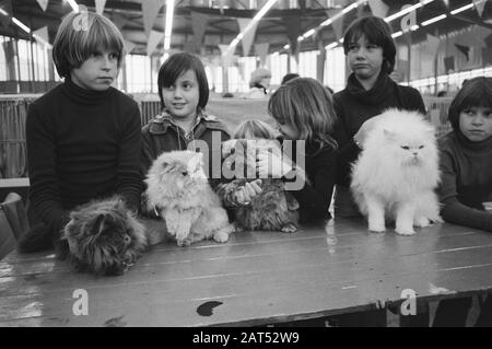 Kat-Expo à Ahoy à Rotterdam; l'un des chats participants Date: 17 décembre 1977 lieu: Rotterdam, South-Holland mots clés: CATS Nom de l'institution: Ahoy Banque D'Images