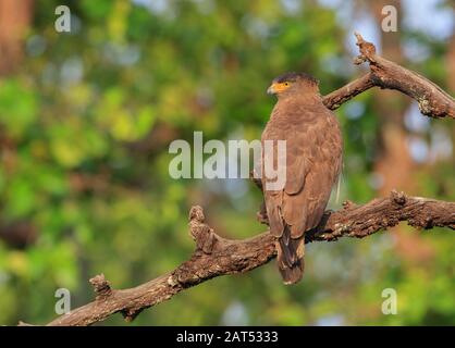 Aigle à base de Serpent couté assis sur une succursale du parc national de Kanha (Inde) Banque D'Images