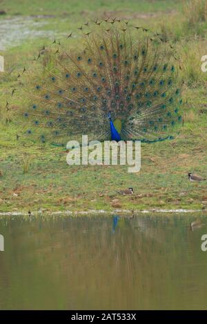 Un Peacock répand des ailes de l'itt - photographiées dans le parc national de Kanha Banque D'Images