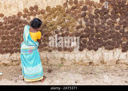 Femme rurale appliquant le fumier de vache utilisé comme combustible pour le feu sur le mur d'une cabane de village dans un village tribal du Bengale occidental, en Inde Banque D'Images