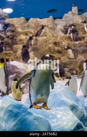 Planète Penguin Vraie neige, un énorme iceberg et des centaines de pingouins au parc loro tenerife Banque D'Images