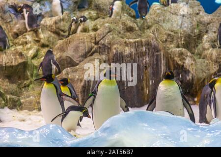 Planète Penguin Vraie neige, un énorme iceberg et des centaines de pingouins au parc loro tenerife Banque D'Images