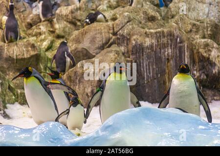 Planète Penguin Vraie neige, un énorme iceberg et des centaines de pingouins au parc loro tenerife Banque D'Images