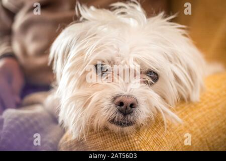 Gros plan d'un chien de morkie blanc sur un flou arrière-plan Banque D'Images