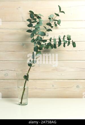 Branche d'eucalyptus avec feuilles fraîches dans un vase sur une table sur le fond d'un mur blanc en bois. Prise de vue verticale. Banque D'Images