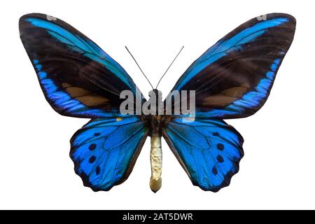 Papillon bleu classique isolé sur fond blanc Banque D'Images