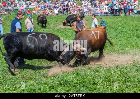 Estoul, Vallée D'Aoste, Italie - 30 Août 2009: La "Bataille Des Reines". Chaque dimanche, lorsque le bétail retourne des pâturages de montagne, les femelles l Banque D'Images