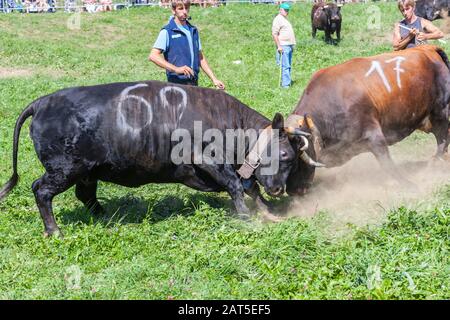 Estoul, Vallée D'Aoste, Italie - 30 Août 2009: La "Bataille Des Reines". Chaque dimanche, lorsque le bétail retourne des pâturages de montagne, les femelles l Banque D'Images