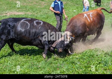 Estoul, Vallée D'Aoste, Italie - 30 Août 2009: La "Bataille Des Reines". Chaque dimanche, lorsque le bétail retourne des pâturages de montagne, les femelles l Banque D'Images